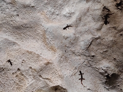 Speleomantes italicus