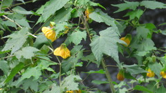 Abutilon hybridum