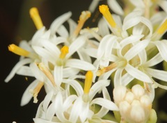 Psacalium decompositum
