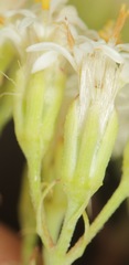 Psacalium decompositum
