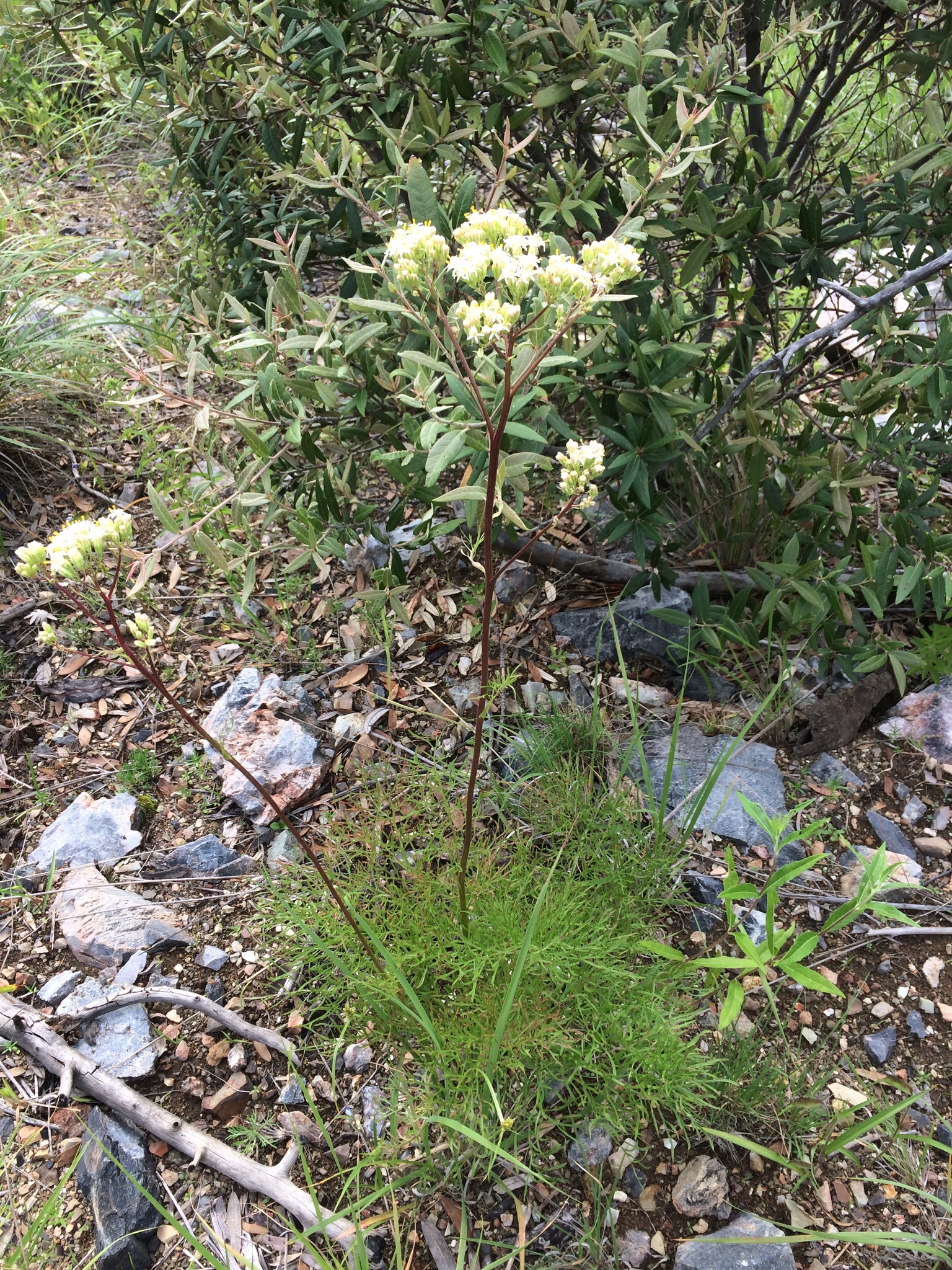 Psacalium decompositum