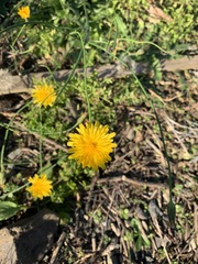 Hypochaeris radicata