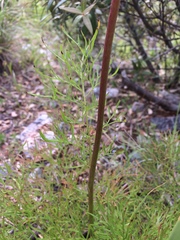 Psacalium decompositum