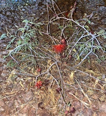 Calliandra californica
