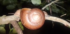 Hemiplecta distincta
