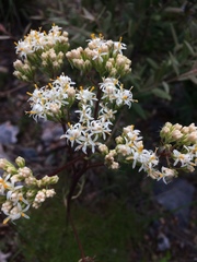 Psacalium decompositum