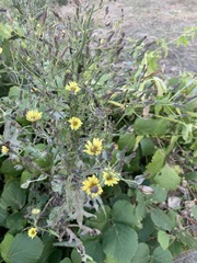 Lactuca indica