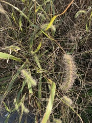 Setaria