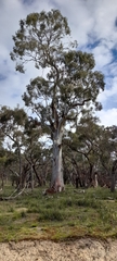 Eucalyptus rubida