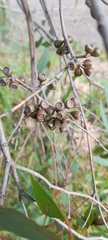 Eucalyptus radiata radiata