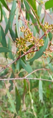 Eucalyptus radiata radiata