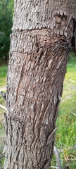 Eucalyptus radiata radiata