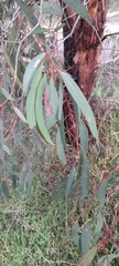 Eucalyptus radiata radiata