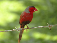 Neochmia phaeton phaeton