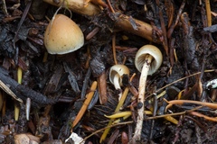 Hypholoma marginatum