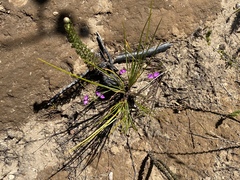 Polygala refracta