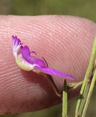 Polygala refracta