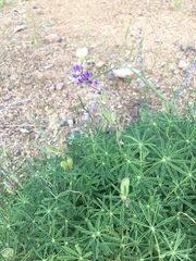 Lupinus neomexicanus