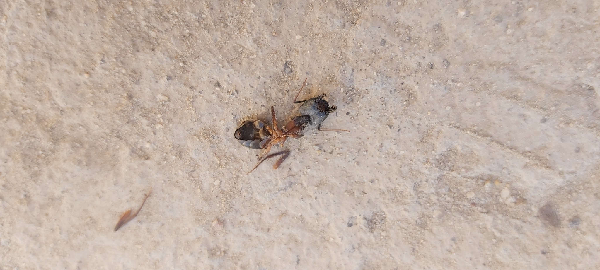 Camponotus xerxes