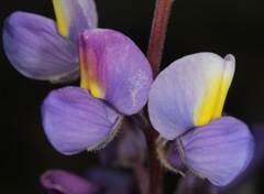 Lupinus neomexicanus