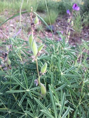 Lupinus neomexicanus