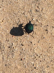 Cysteodemus wislizeni