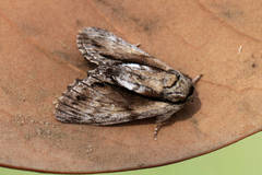 Paradrymonia vittata