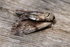 Paradrymonia vittata