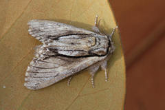 Paradrymonia vittata