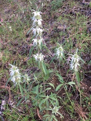 Monarda citriodora austromontana
