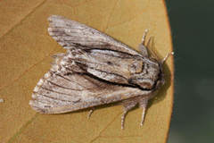 Paradrymonia vittata