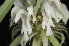 Monarda citriodora austromontana