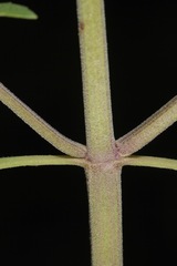 Monarda citriodora austromontana