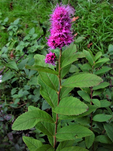 Confused Bridewort (Spiraea pseudosalicifolia) · iNaturalist