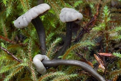 Cudonia grisea