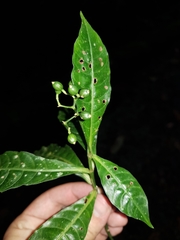 Psychotria orosiana image