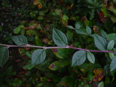 Cotoneaster dielsianus