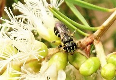 Callohesma calliopsiformis