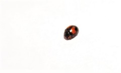 Diomus notescens