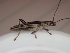 Navomorpha sulcata