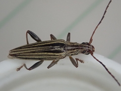 Navomorpha sulcata