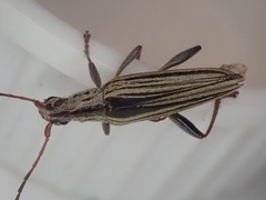 Navomorpha sulcata