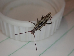 Navomorpha sulcata