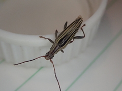 Navomorpha sulcata