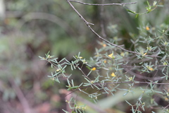 Pultenaea blakelyi