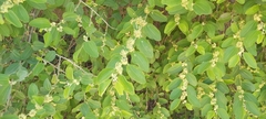 Ziziphus jujuba