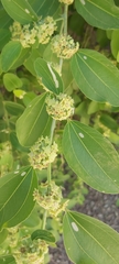 Ziziphus jujuba