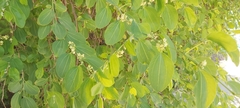 Ziziphus jujuba
