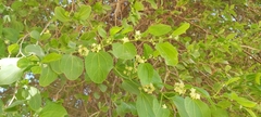 Ziziphus jujuba
