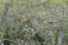 Pultenaea blakelyi
